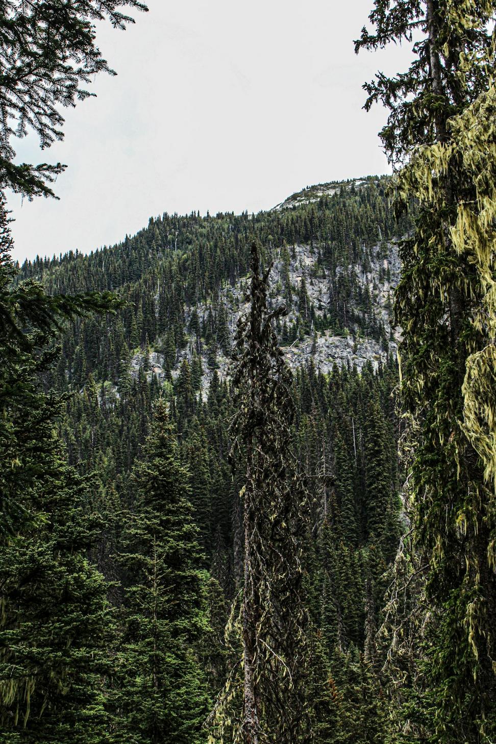 BC Nature